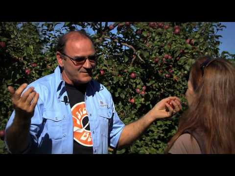 Vidéo: Cueillette de pommes en Nouvelle-Angleterre - Cueillez vos propres pommes