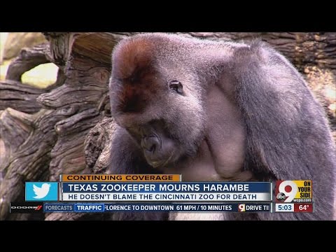 Texas zookeeper mourns the death of Harambe