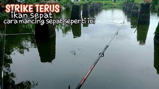 SERU MANCING SEPAT DISINI . CARA MANCING SEPAT SUPAYA STRIKE TERUS