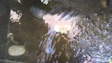 ¿Cuánto tiempo pueden estar los peces sin filtro?