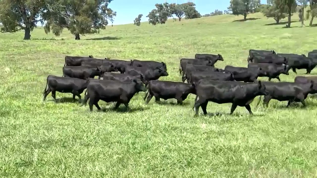 2021 Geurie Golden Collar Working Dog Auction JMD Sascha YouTube