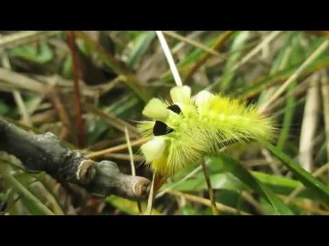 モッフモフでふっさふさ 蛾に対する概念が変わりそうなリンゴドクガ 昆虫出演中 カラパイア