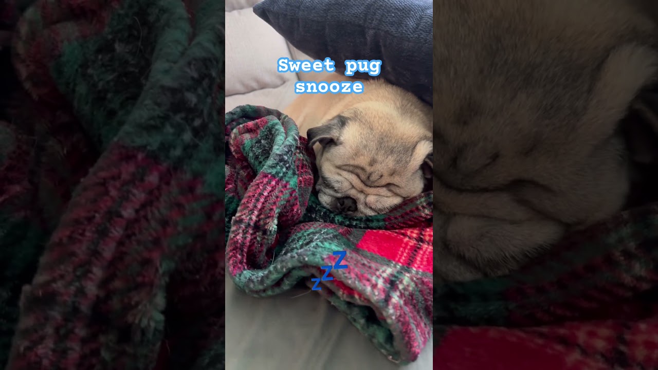 Nothing more soothing than a sweet pug snooze 