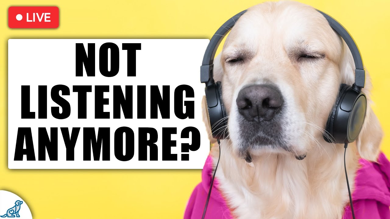 Does Music Affect Dog Behavior