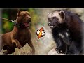 Pitbull VS Wolverine || Who is Stronger Fighting Dog or Wild Animal