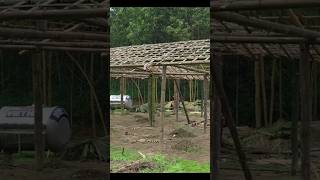 Building a Bamboo Roof with Care | Sustainable Home Construction in Progress#bamboo #bambooroot