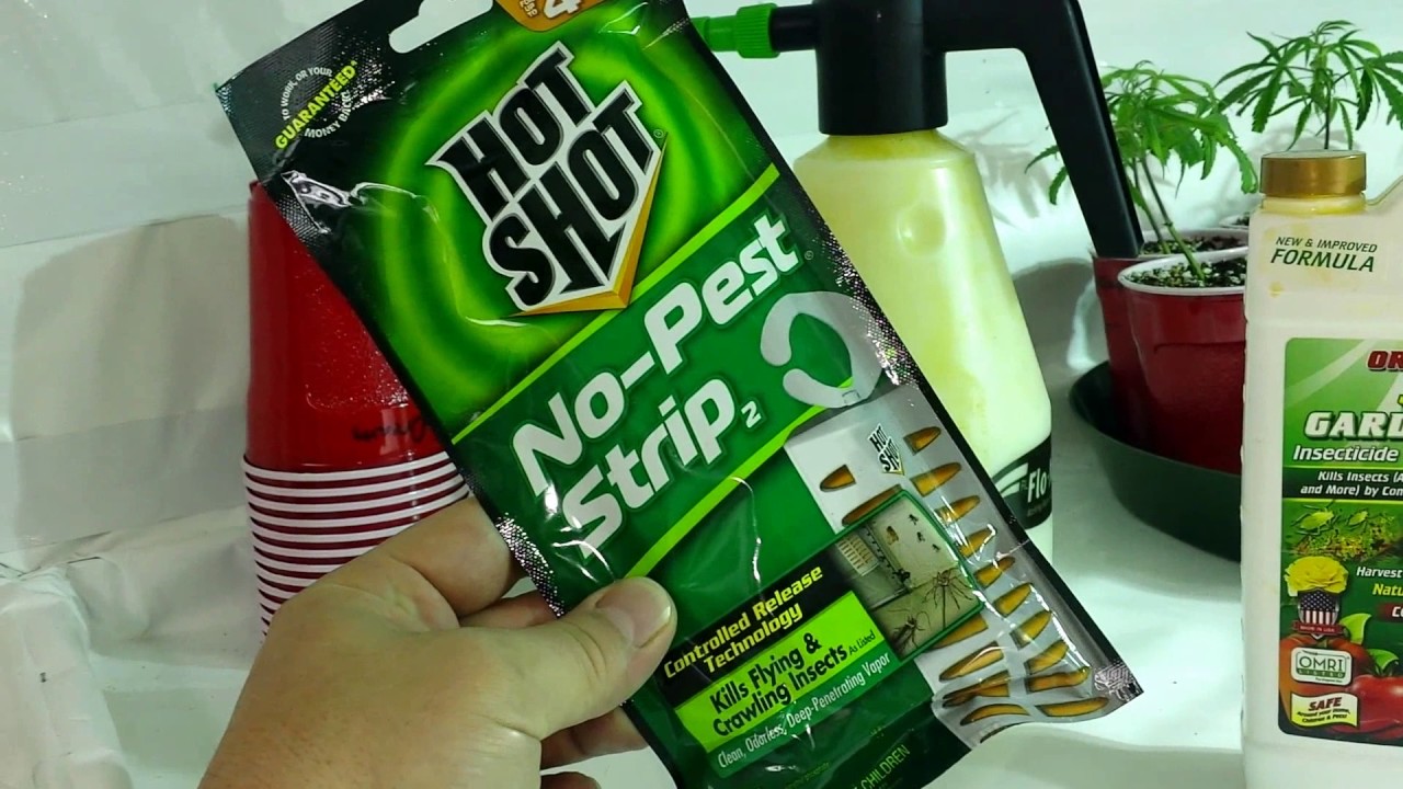 Keeping spider mites and bugs out of growroom youtube