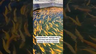 Форель на форелевой ферме в Иркутске #форель #рыба #иркутск