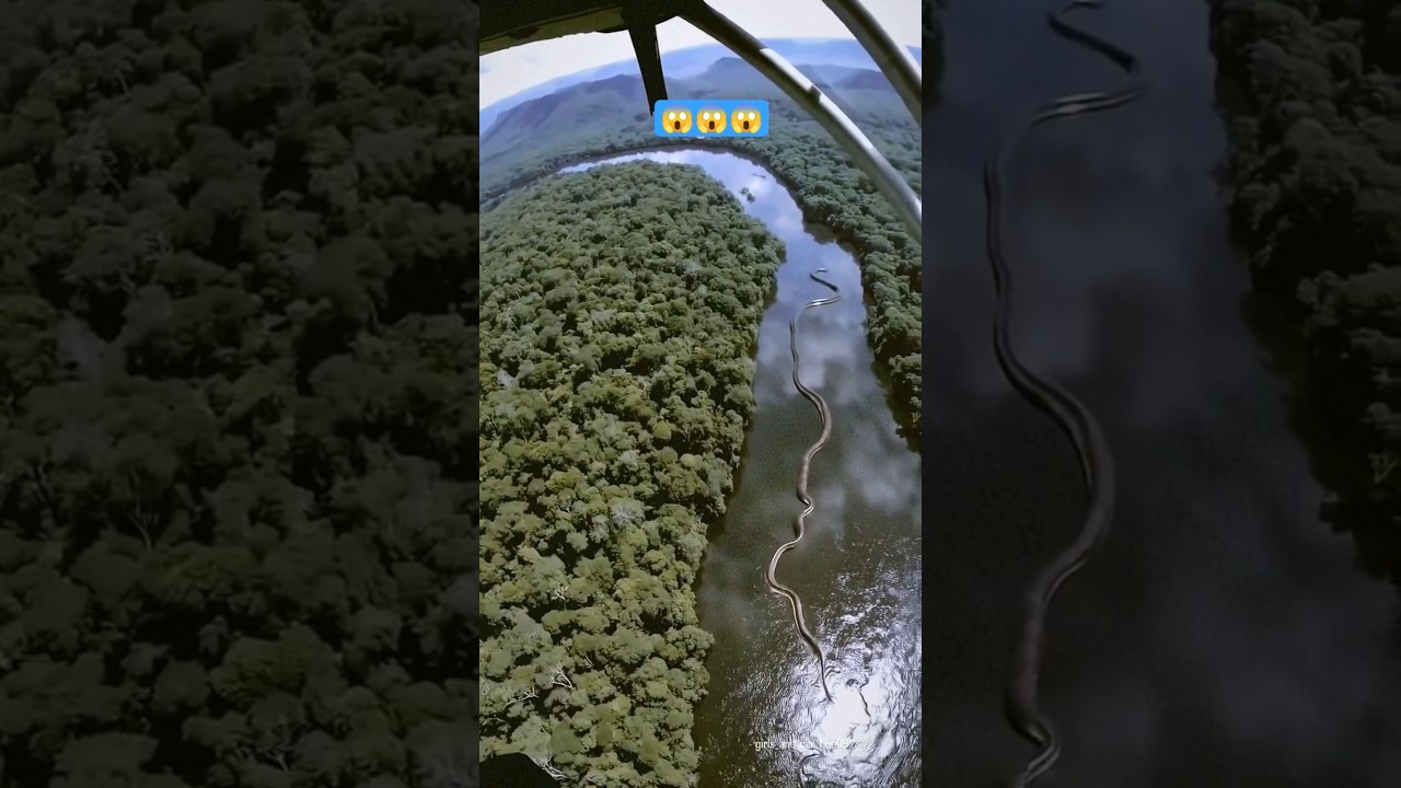 Amazon jungle animals 