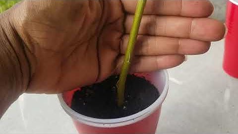 Pear Tree Cuttings