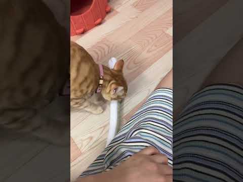 【开朗的菠萝头】真的養了一隻超級大壞貓,怎麼咬著走了#cat #貓咪日常 #小猫 #橘猫 #宠物 #shorts