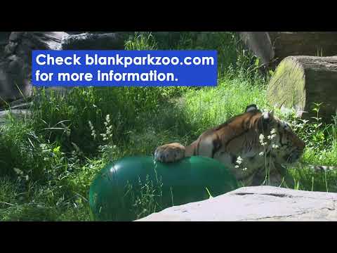 Animal Enrichment Recommendations