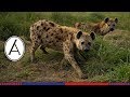 A night out with the hyena project