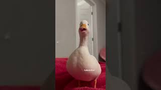 Peanut quacking.                          #animals #duck  #sound  #cute #pet #callduck #funny