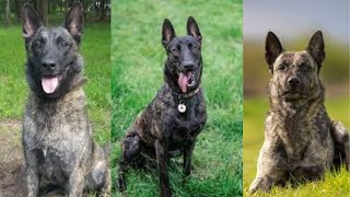Dutch shepherd | Funny and Cute dog video compilation in 2022. by Dog Dog Dog 6,671 views 1 year ago 9 minutes, 57 seconds