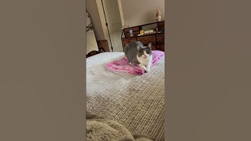 Cat plays fetch and loves it #cats #funnyanimals #funnycats #funny #funnypets #fetch