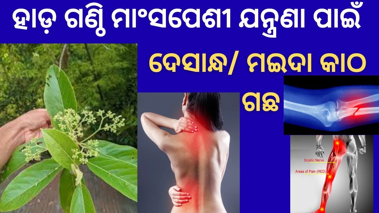 ମଇଦା କାଠ ବା ଦେସାନ୍ଧ ଗଛର ଉପକାରିତା |🌿 Maida Lakdi benefits। Medicinal uses of Litsea glutinosa