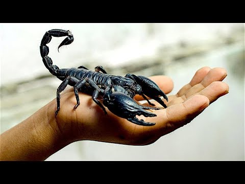 6 Worst Scorpions in the World