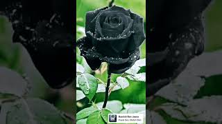 Black Rose🖤/Flowers ZONE/#roof_garden /Subscribe my channel YASH ZONE