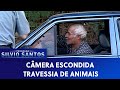 Travessia de Animais | Câmeras Escondidas (20/01/21)