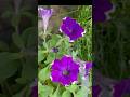а а а Ља а а Ѕа а Ља а ґа а а ќа а а єа Џ Susanskitchen Gardening Shortvideo а а а Ља а а Ѕа а Ља а ґа а а ќа а а єа Џ Susanskitchen Gardening Shortvideo
