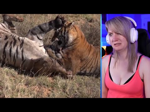 15 Moments Of Animals Attacking And Eating Each Other Part 1 | Pets House