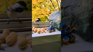 Chickadee in Super Mario as Cheepadee 🐦‍⬛🏎️😂 #shorts #supermario