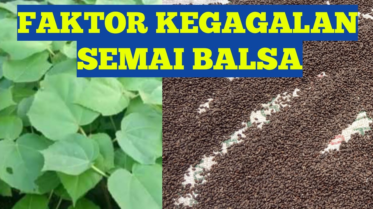 Cara budidaya balsa agar bisa tumbuh sempurna