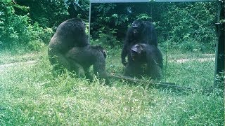 Scared Chimps Reassure Themselves With Rump-To-Rump Contacts Front Of Mirror