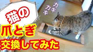 猫の爪とぎ を交換したら・・・　野良猫が幸せになるまでの動画＃249　If you replace the cat's claws ...