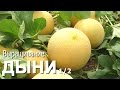 Выращивание дыни. 1/2