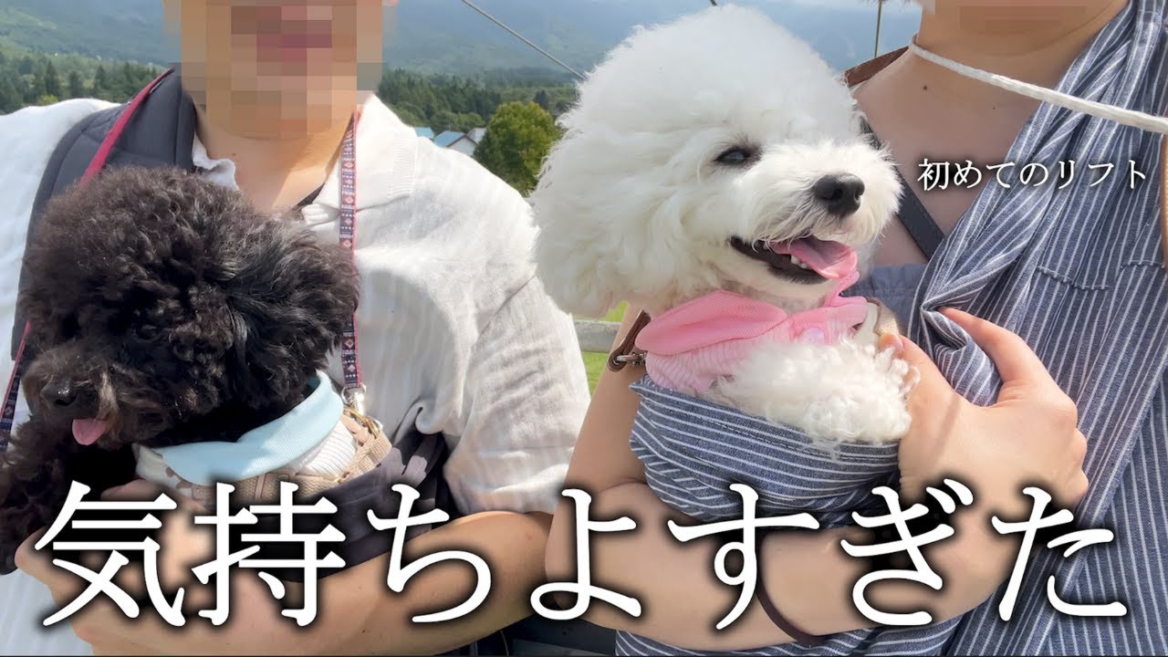 トイプードルと避暑地に逃げてきました。【飛騨高山】(後編)