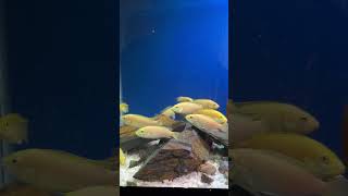 #Eleoy#@ @kvarium #Немо | Finding Nemo 1