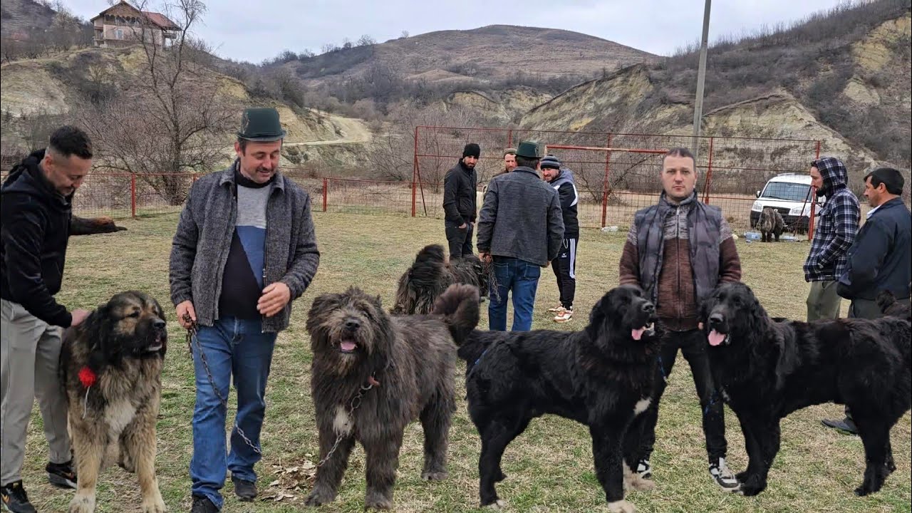 LA SCORTOASA,ZECI DE CAINI CIOBANESTI ROMANESTI SI CAUCAZIENI,O EXPOZITIE A PASIONATILOR 2025.