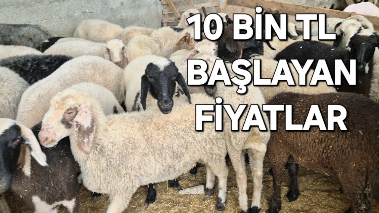 10 BİN TL'DEN BAŞLAYAN FİYATLAR FERAH BESİ ÇİFTLİĞİ #sarıçam #koyun #adana #adanasokakları #2025