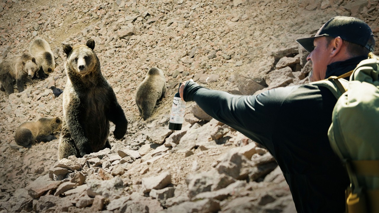 Face to Face With  40 Grizzly Bears!