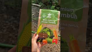 Tips menyemai bunga matahari #hidupdidesa #berkebundirumah