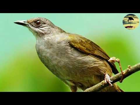 Action News Abc Action News Santa Barbara Calgary Westnet Hd