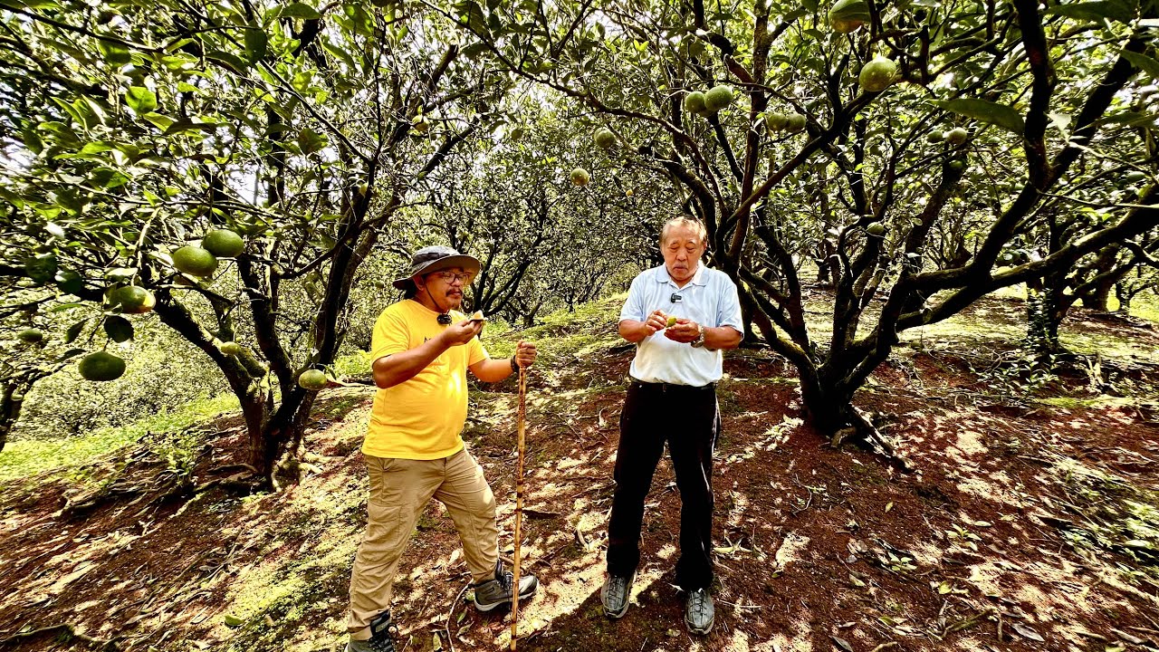 Sureball Millionaire ka sa Satsuma: Ito na ang Tamang Pagtatanim at Management