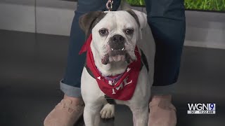 Adopt-A-Pet: Community Animal Rescue Effort