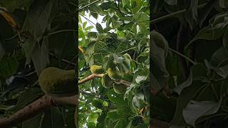 #sterculia foetida tree with fruit#wild almond#java olive#shorts