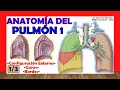 🥇 PULMÓN 1/3, Anatomía. (Configuración Externa, Caras y Bordes). Fácil y Sencilla