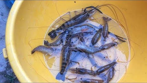 Thăm lú (12 cửa ngục )|Đi dỡ lú dưới cầu cảng|dính tôm càng xanh