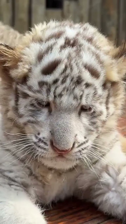 Rare white tiger cubs - cuteness overload #shorts #tiger #animals #🐯