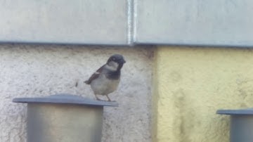 Video of a bird taken with a Raspberry Pi Camera HQ with a 500mm mirror lens