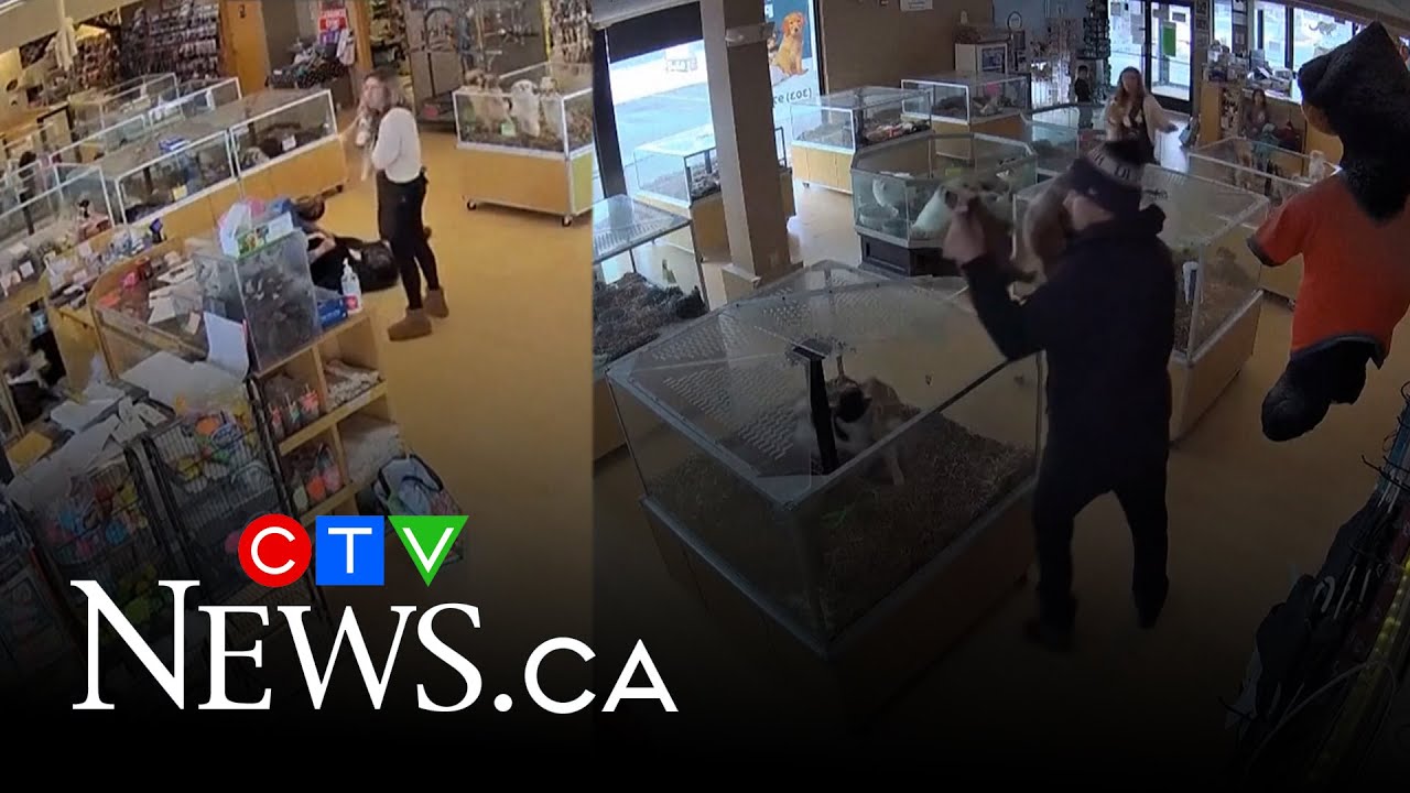 Man fakes seizure to steal two pricey bulldog puppies from U.S. pet store