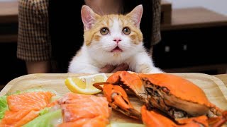 Jupi is live eating seafood again! A cat from a rich family! | SanHua Cat Live