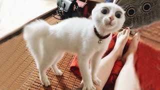 Я РЖАЛ ЦЕЛЫЙ ЧАС /СМЕШНЫЕ ЖИВОТНЫЕ/ТЕСТ НА ПСИХИКУ/ ПОПРОБУЙ НЕ ЗАСМЕЯТЬСЯ#75 Я РЖАЛ ЦЕЛЫЙ ЧАС /СМЕШНЫЕ ЖИВОТНЫЕ/ТЕСТ НА ПСИХИКУ/ ПОПРОБУЙ НЕ ЗАСМЕЯТЬСЯ#75