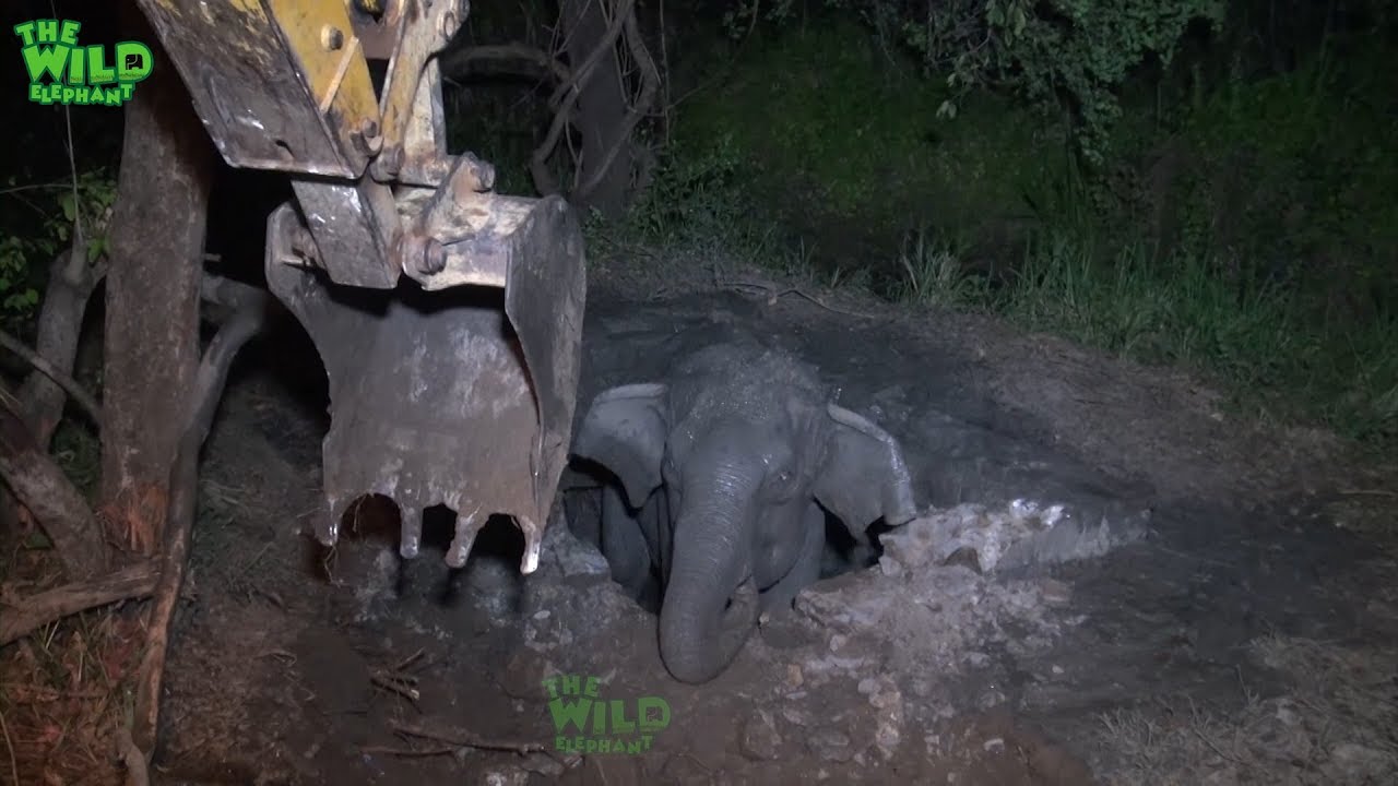 sri lanka elephants national park Young elephant falls into the concrete water well, gets rescued by wildlife rescue team