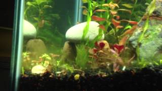 Cichlids With Live Plants